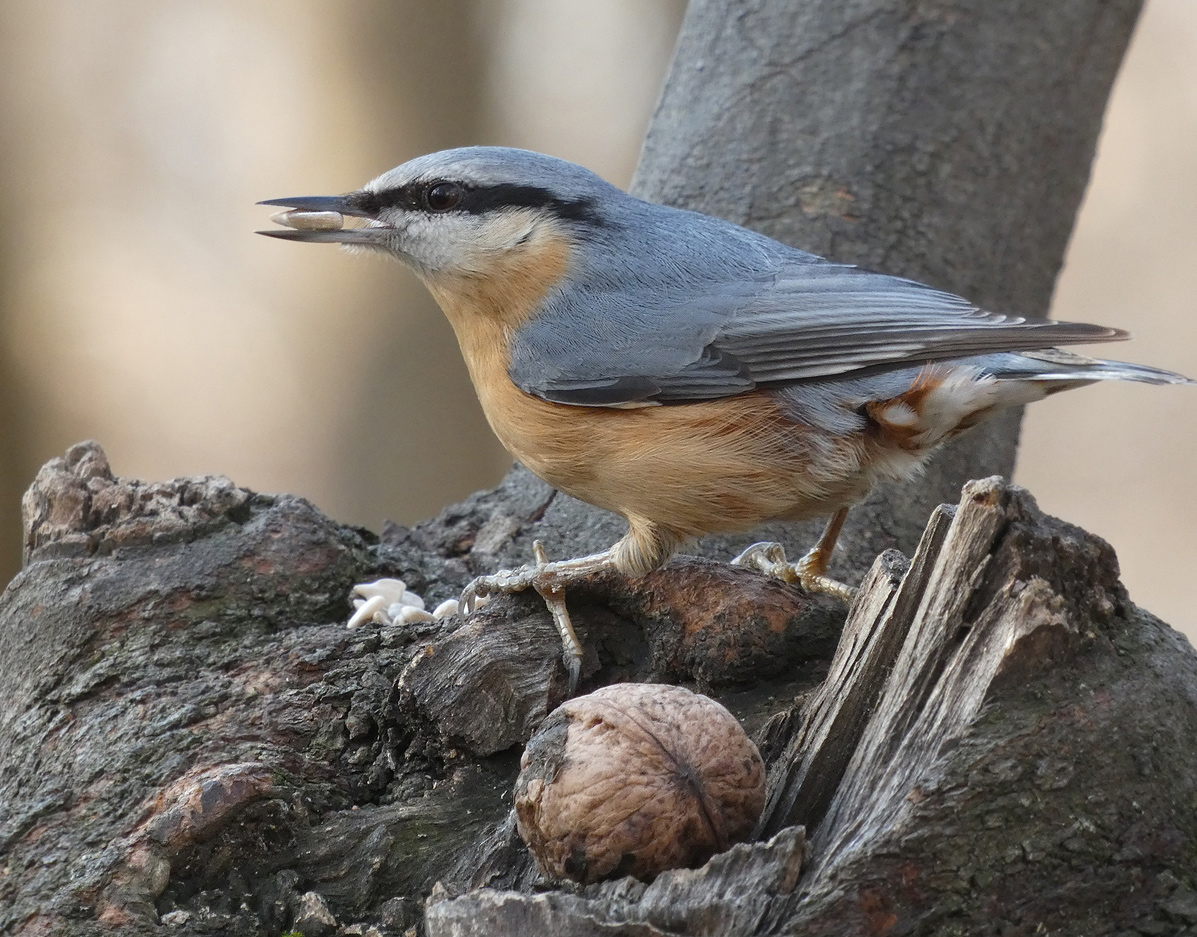 photo "***" tags: macro and close-up, wild animals