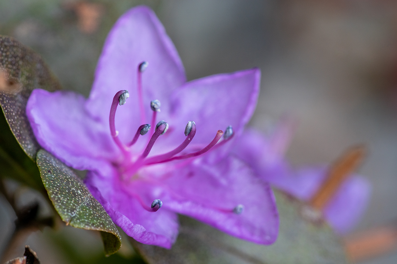 photo "***" tags: nature, macro and close-up, 