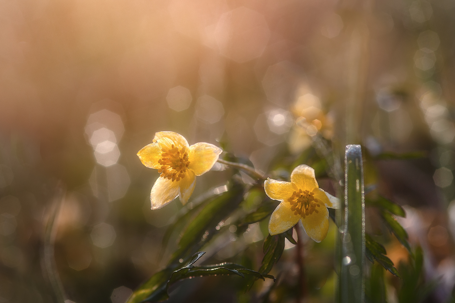 photo "***" tags: macro and close-up, 