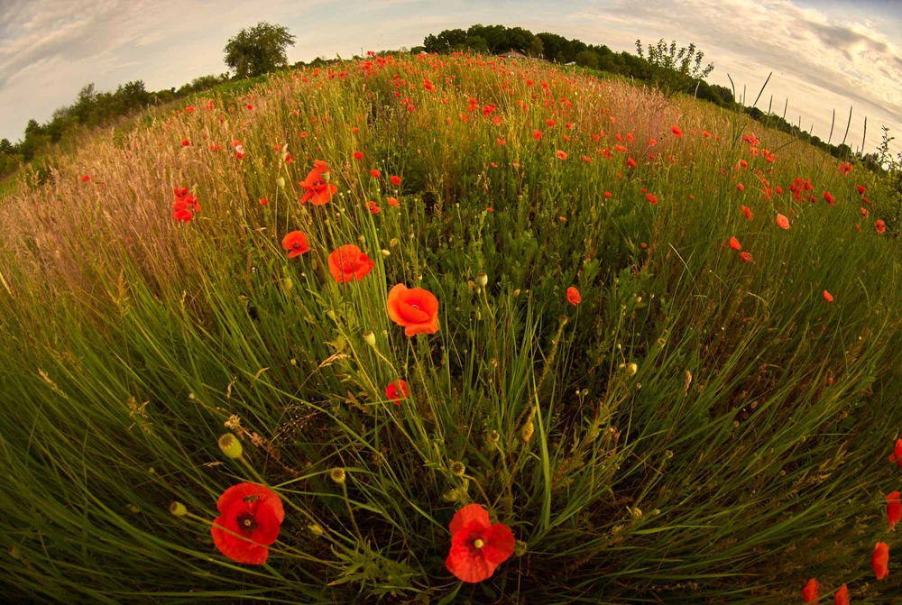 photo "***" tags: landscape, nature, field, flowers, morning, spring, village, маки, настроение, раннее утро, солнечно