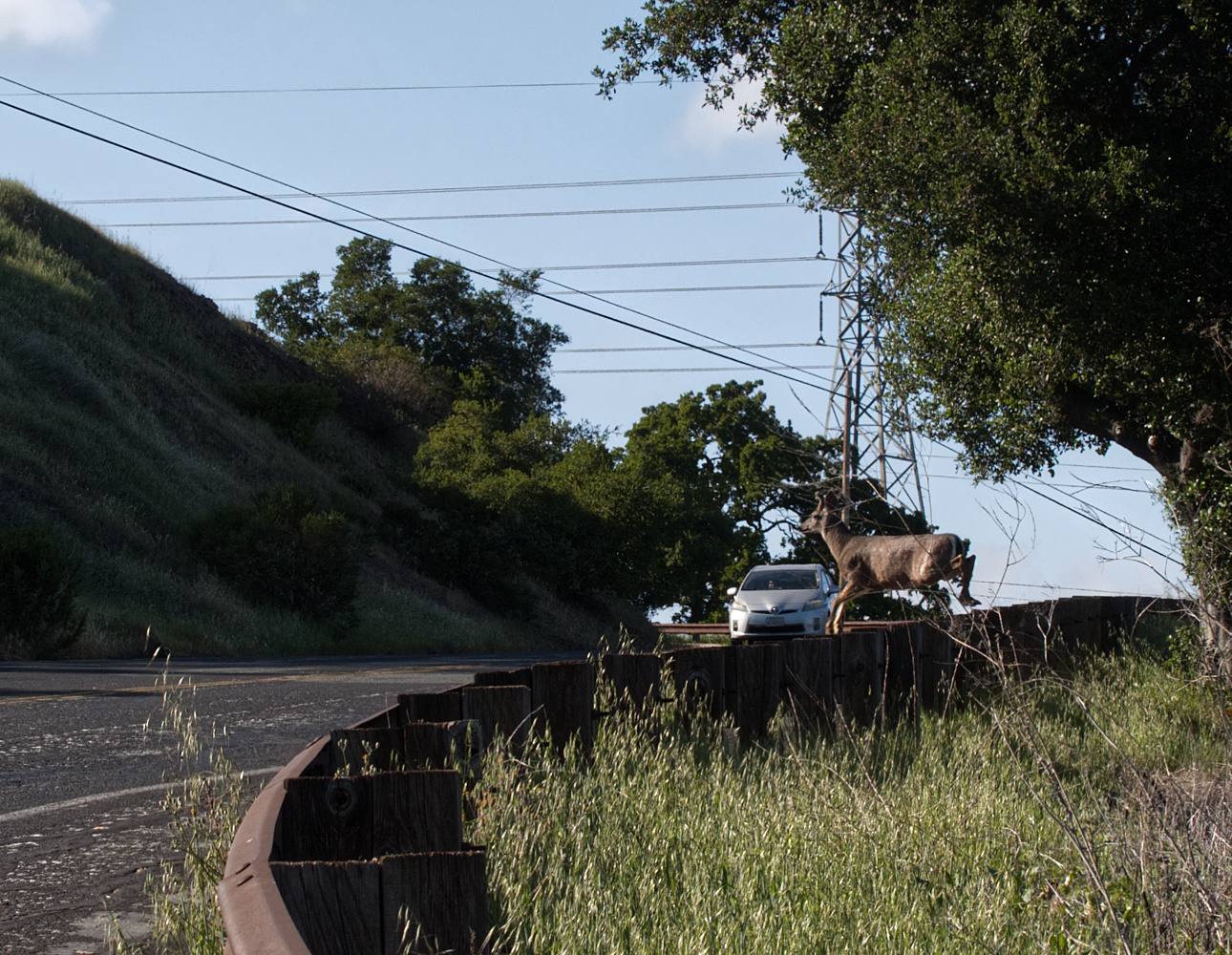 photo "Не предсказуемый момент." tags: street, car, deer, jump