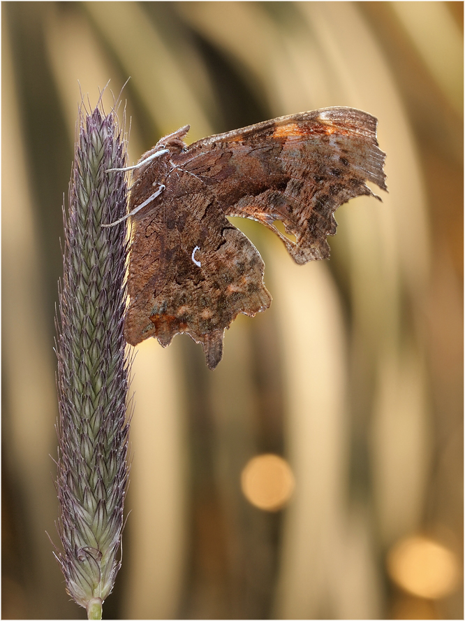фото "Углокрыльница c-белое /Polygonia c-album/" метки: макро и крупный план, 
