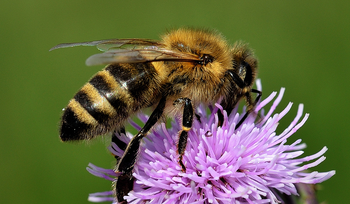 photo "***" tags: nature, macro and close-up, 