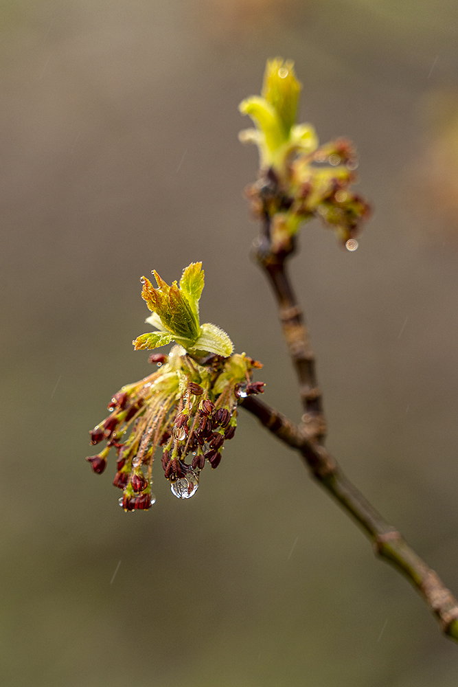 photo "Гуляя по району" tags: macro and close-up, 