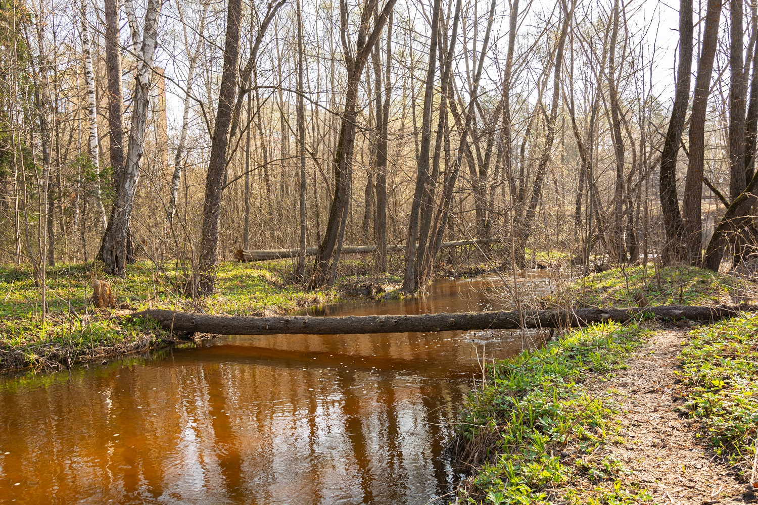 photo "***" tags: landscape, forest, spring, water, Речка