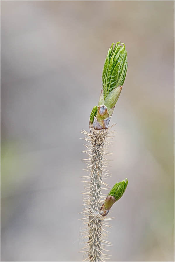 photo "***" tags: nature, macro and close-up, 