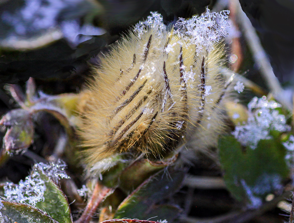 фото "Pulsatilla vernalis" метки: природа, spring, цветы