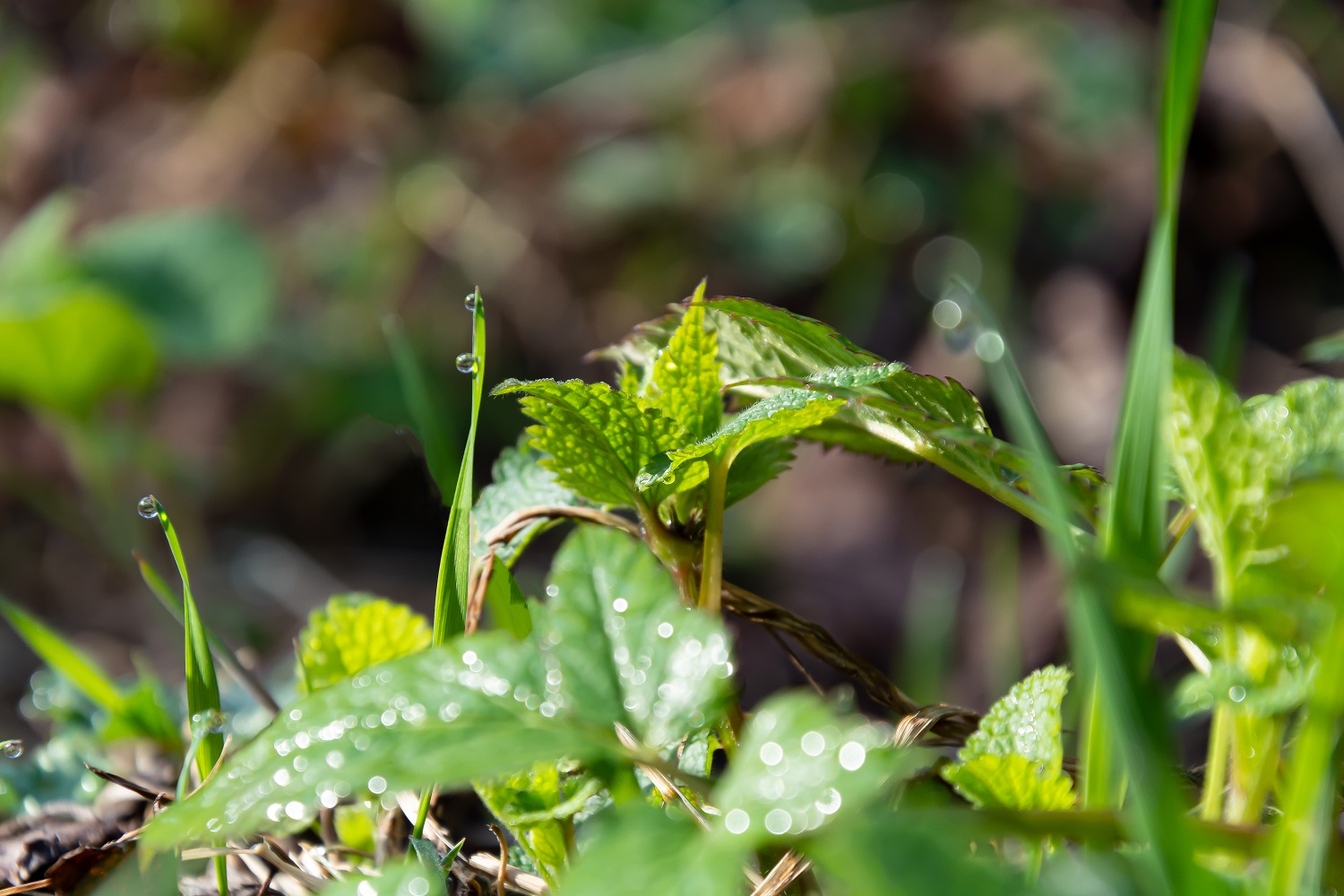 photo "***" tags: nature, зелень, крупный план, роса