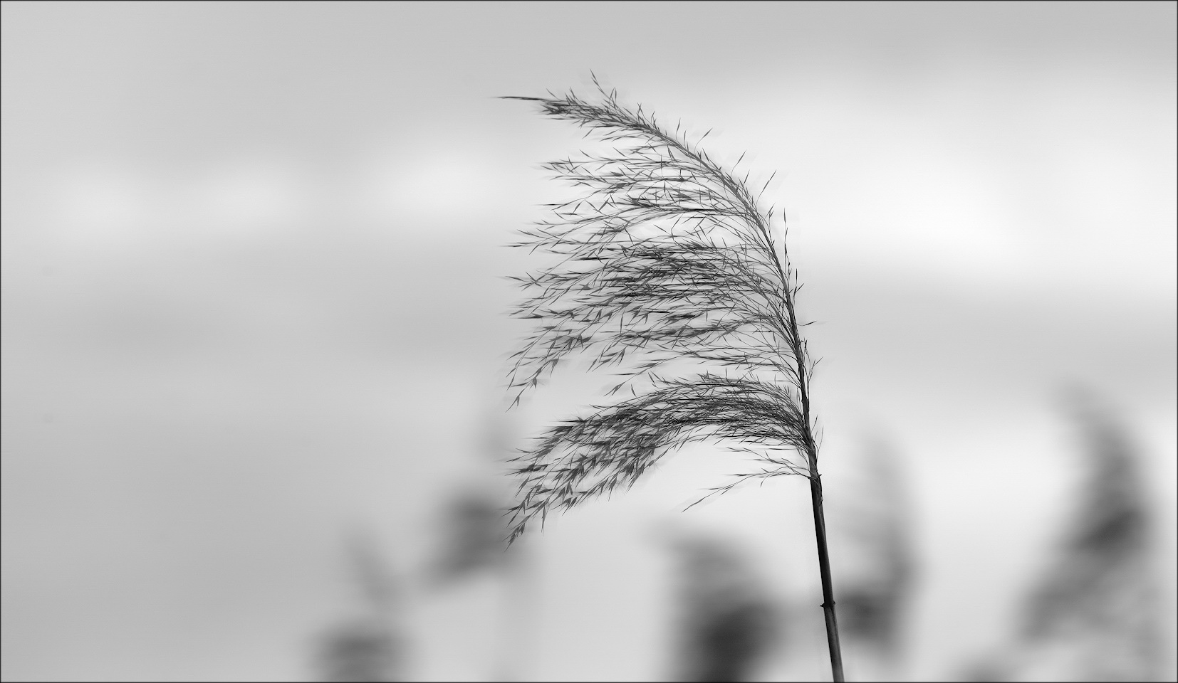 photo "***" tags: misc., nature, black&white, 