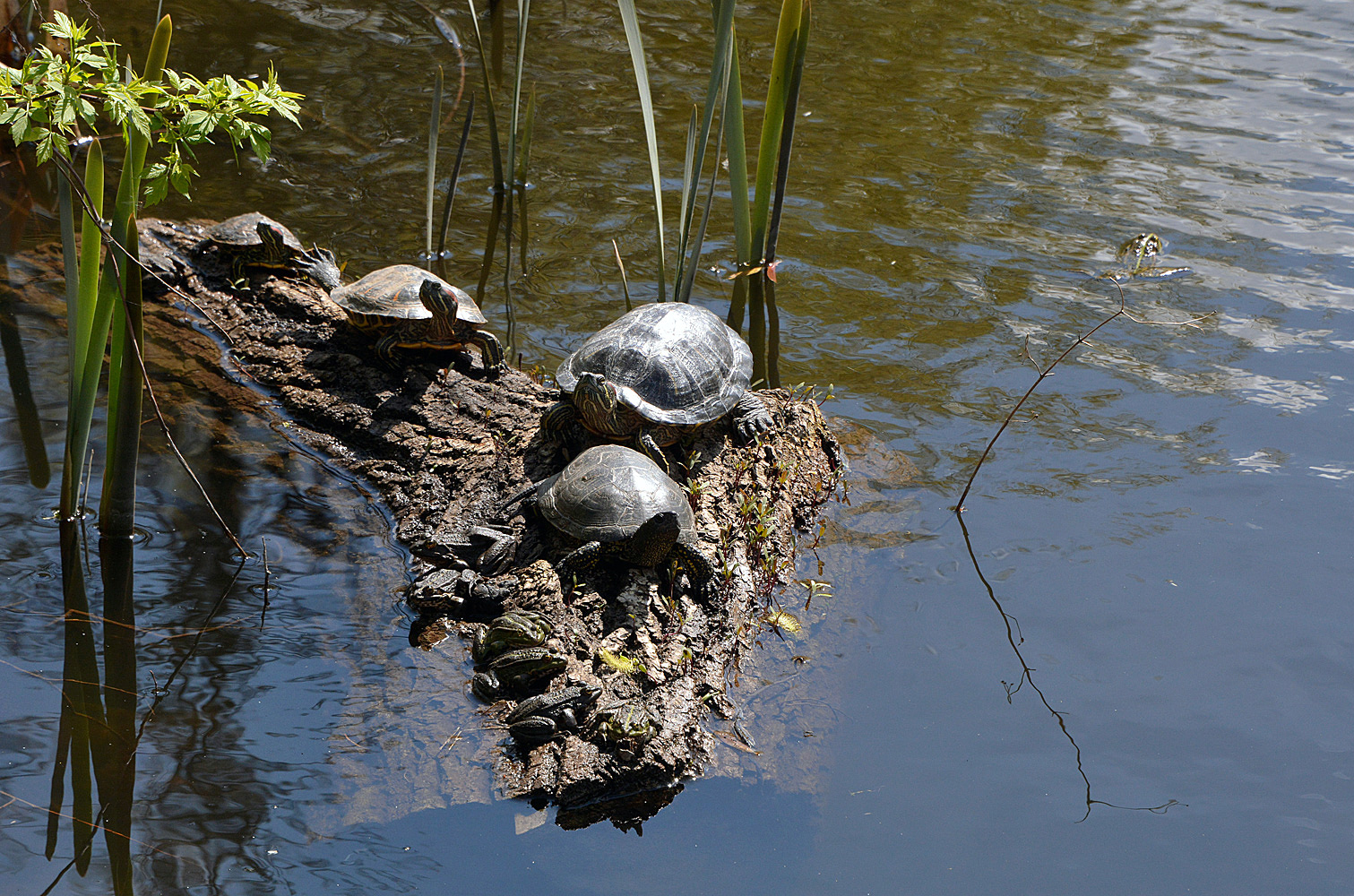 Черепашьи озера отзывы. Озеро ханка черепахи. В реке Пехорка черепаха. Малаховское озеро черепахи.