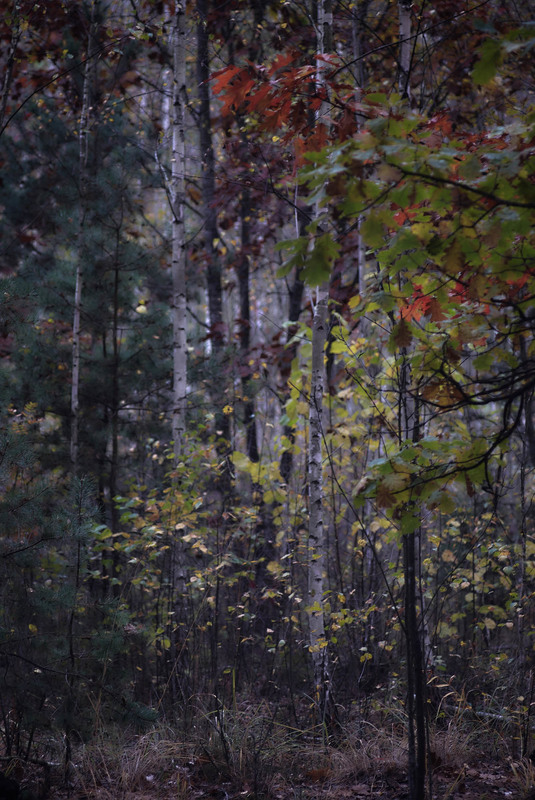 photo "***" tags: landscape, nature, autumn, forest, morning, полесье, раннее утро