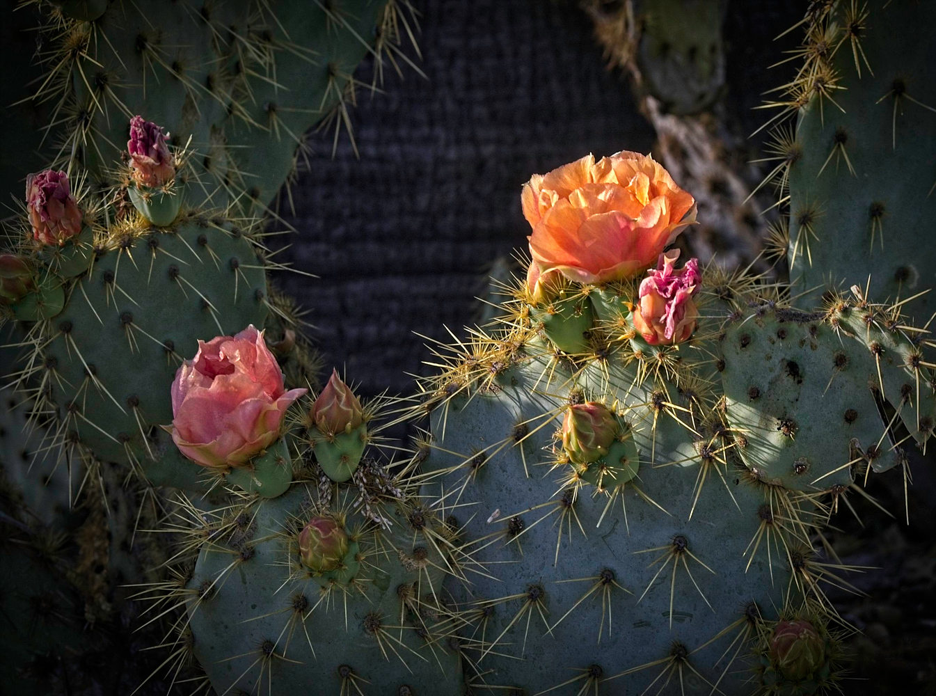 photo "Кактусы тоже любят весной." tags: macro and close-up, Cactus, spring