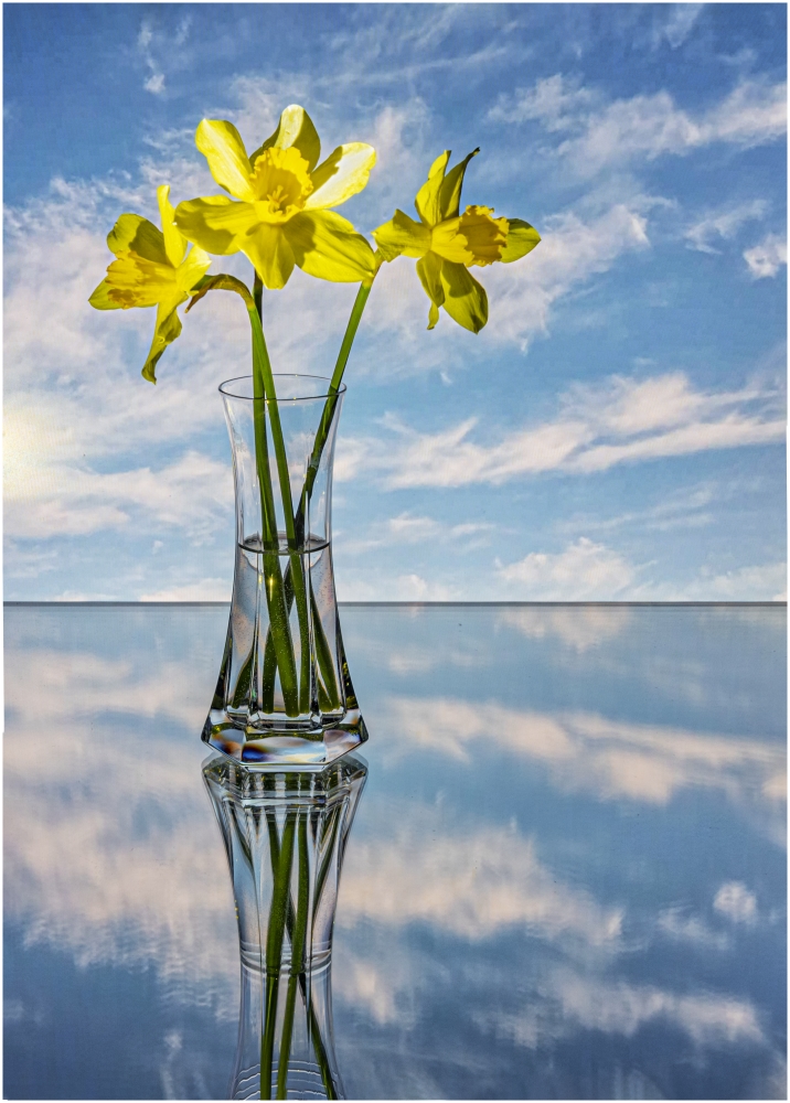 photo "Daffodils" tags: still life, 