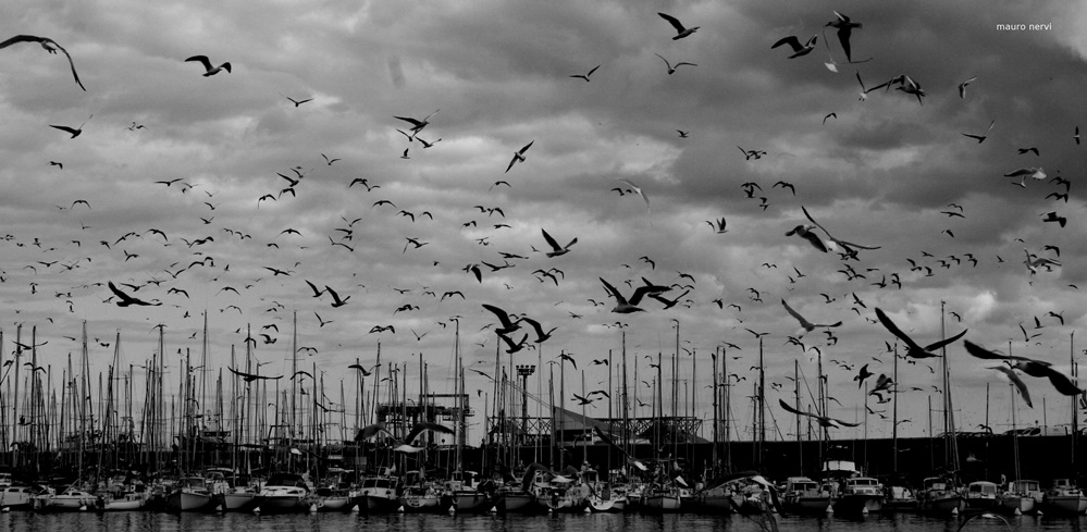 photo "invasion" tags: black&white, 