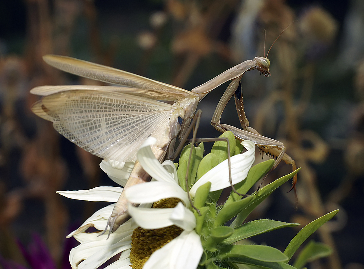 photo "***" tags: macro and close-up, nature, 