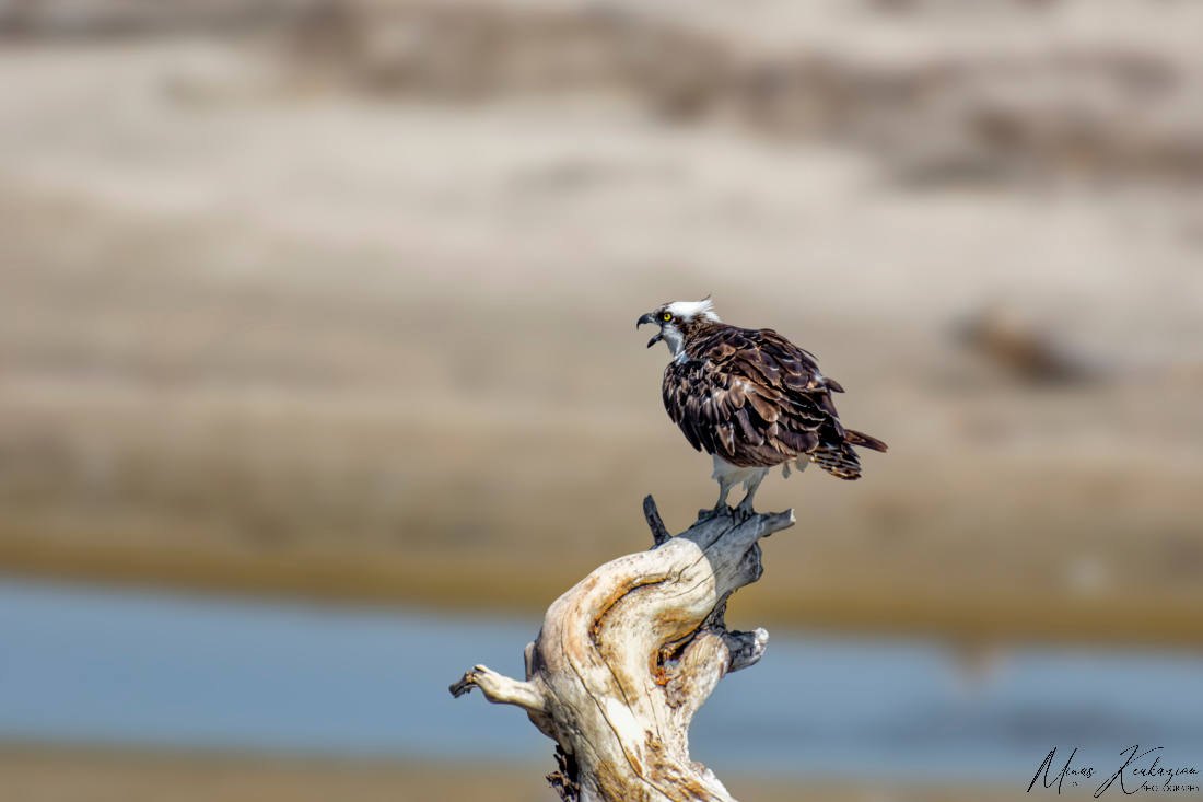 photo "Osprey" tags: nature, wild animals bird fish lake