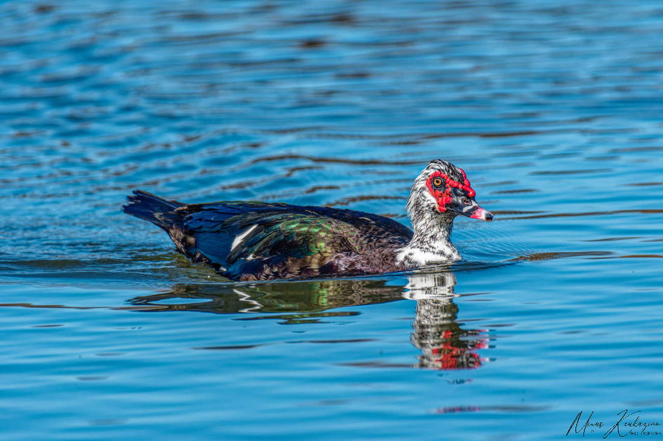 photo "Muscovy Duck" tags: nature, North America, wild animals bird fish lake