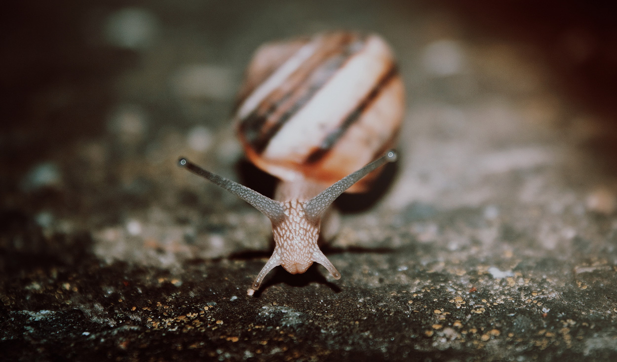 photo "ночной гуляка" tags: misc., macro and close-up, nature, night, глаза, ракушка, улитка