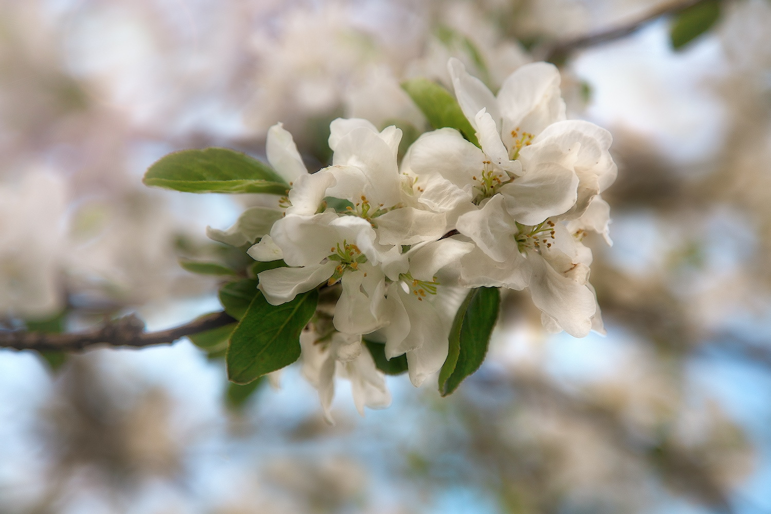 photo "***" tags: macro and close-up, nature, 