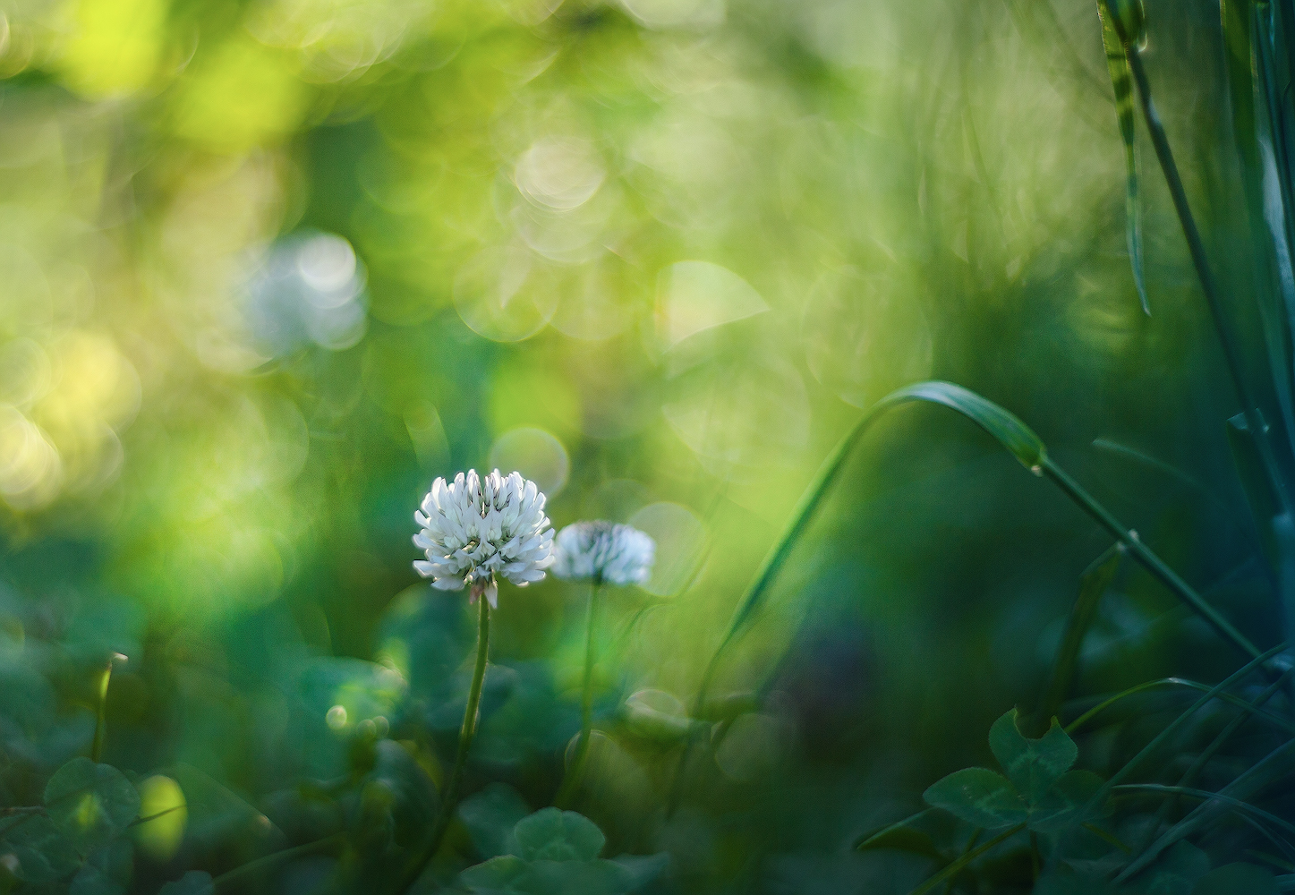 photo "***" tags: macro and close-up, nature, 