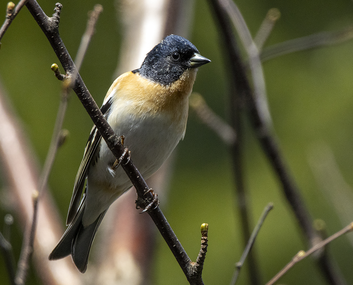 фото "Юрок" метки: природа, портрет, макро и крупный план, birds, fauna, photo hunt, весна, лес, птица, самец, тайга, фауна, фотоохота, юрок