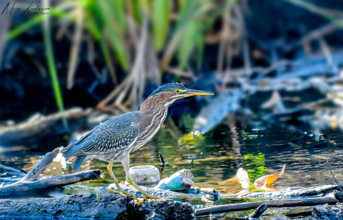 photo "Green Heron" tags: nature, North America, wild animals bird fish lake