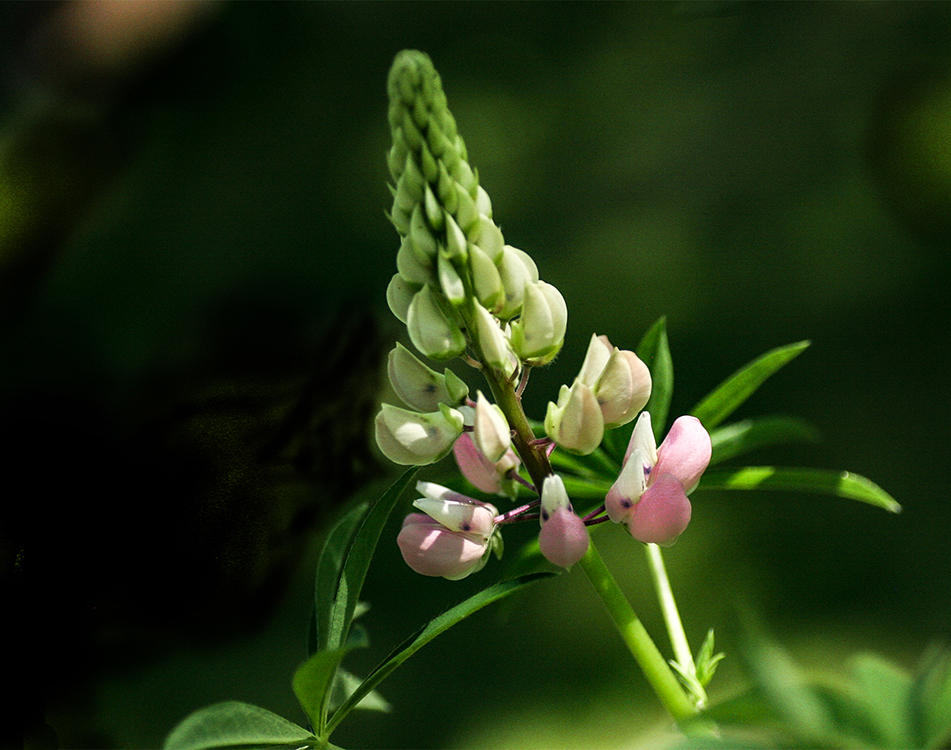 photo "Perhaps summer" tags: macro and close-up, 