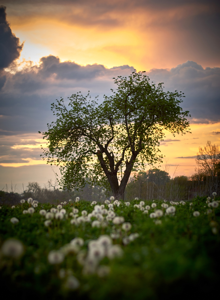 photo "***" tags: landscape, nature, Landscape, clouds, dandelions, evening, evening sunset, may, meadow, spring, sunset, вечерний свет, закат солнца, одуванчики, после дождя, травы