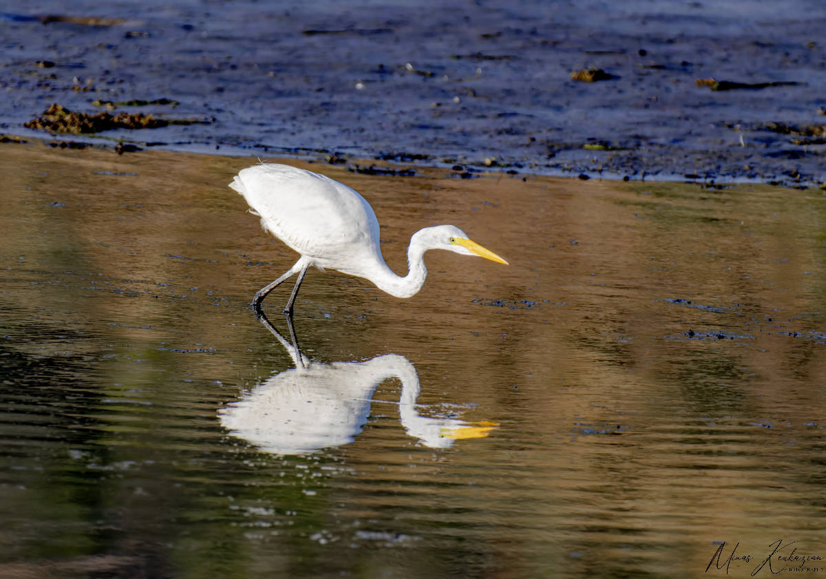 фото "Egret" метки: природа, wild animals bird fish lake, Северная Америка