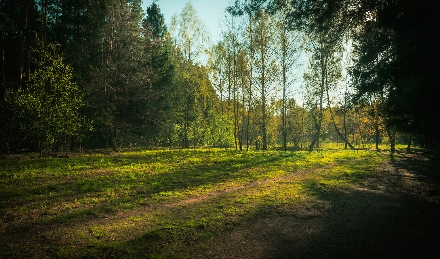 photo "***" tags: landscape, travel, nature, forest, light, park, ландшафт