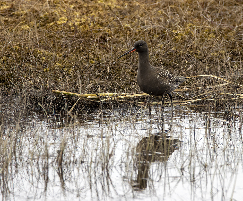 фото "Щёголь" метки: природа, макро и крупный план, birds, fauna, nutcracker, photo hunt, болото, весна, дикие животные, фауна, фотоохота, щёголь