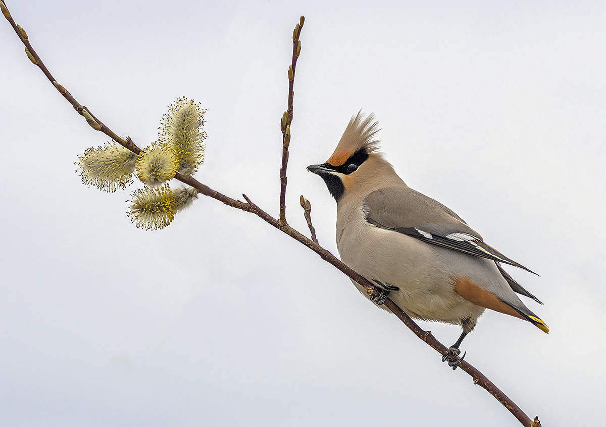 фото "Свиристель" метки: природа, макро и крупный план, жанр, birds, fauna, photo hunt, дикие животные, птица, свиристель, фауна, фотоохота