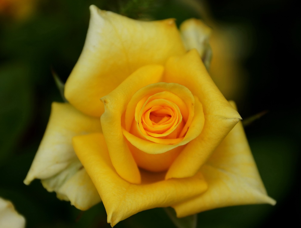 photo "***" tags: nature, 