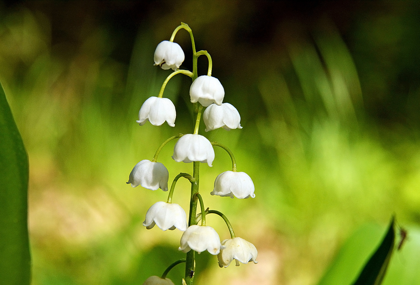 photo "***" tags: nature, flowers, spring, ландыш, цветение