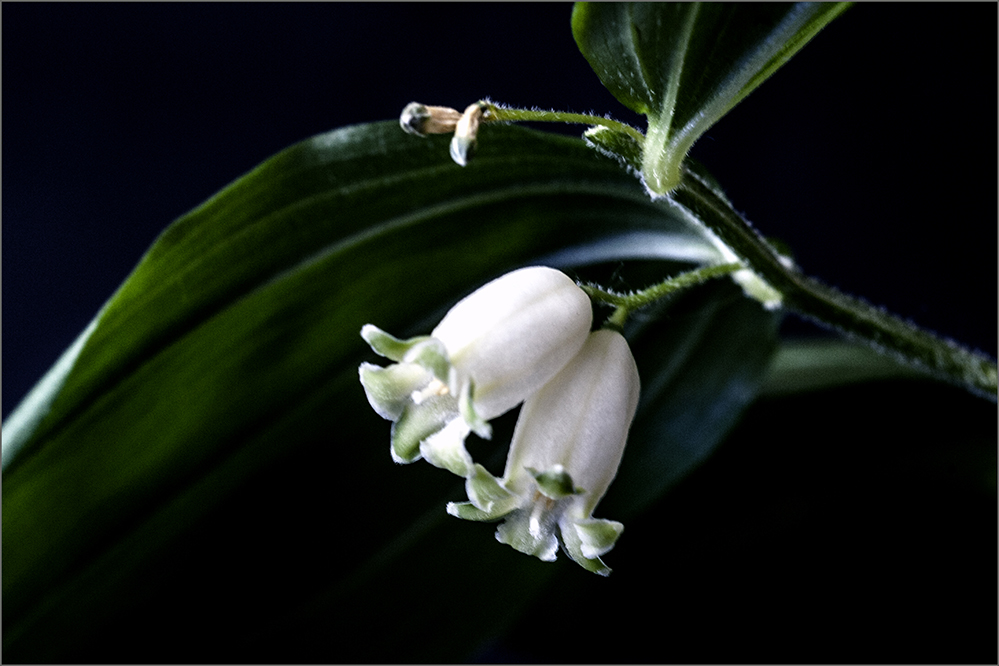 photo "***" tags: still life, macro and close-up, 