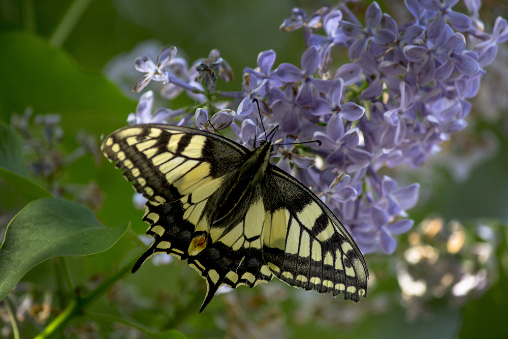 photo "***" tags: macro and close-up, 