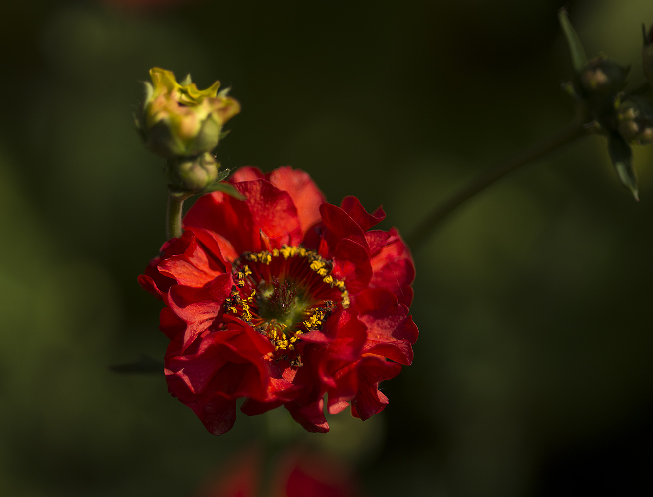 фото "Мой сад..." метки: природа, 