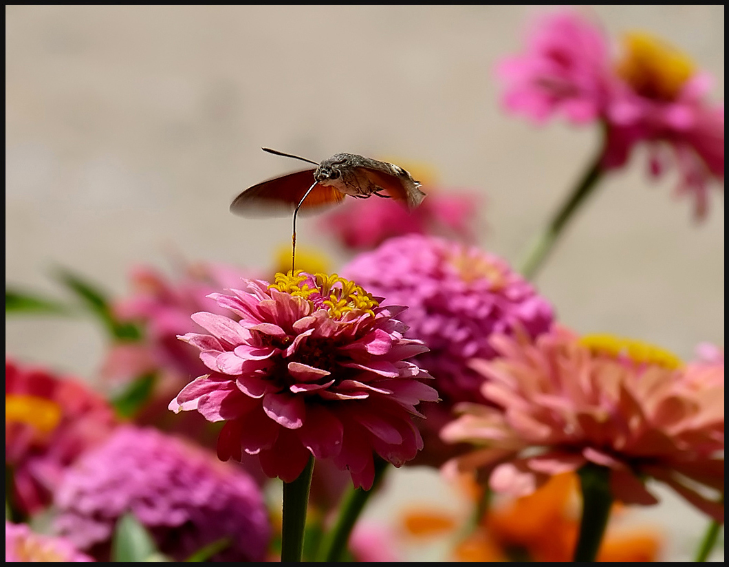 photo "***" tags: nature, insect