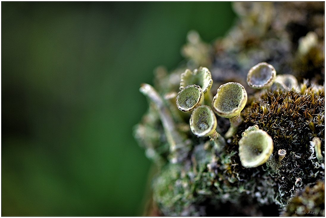 photo "***" tags: nature, macro and close-up, 