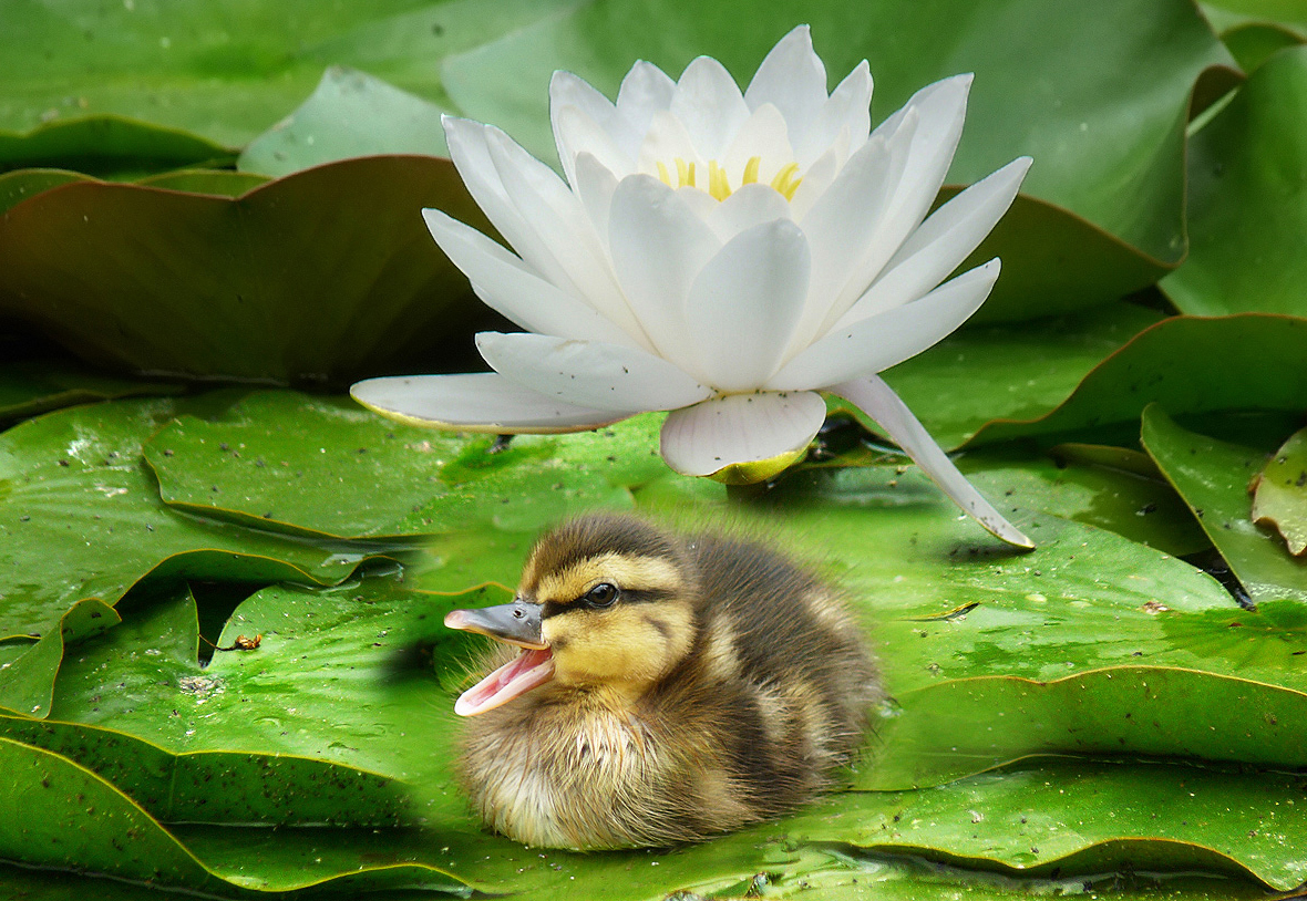 photo "***" tags: macro and close-up, nature, flowers, wild animals