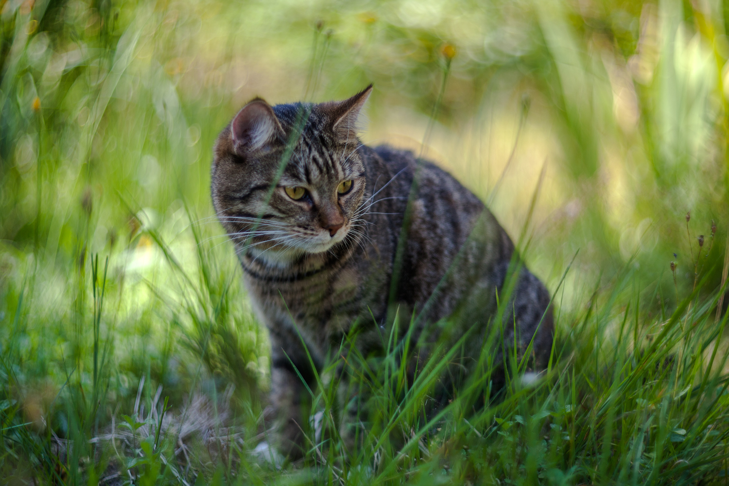 photo "***" tags: misc., nature, portrait, 