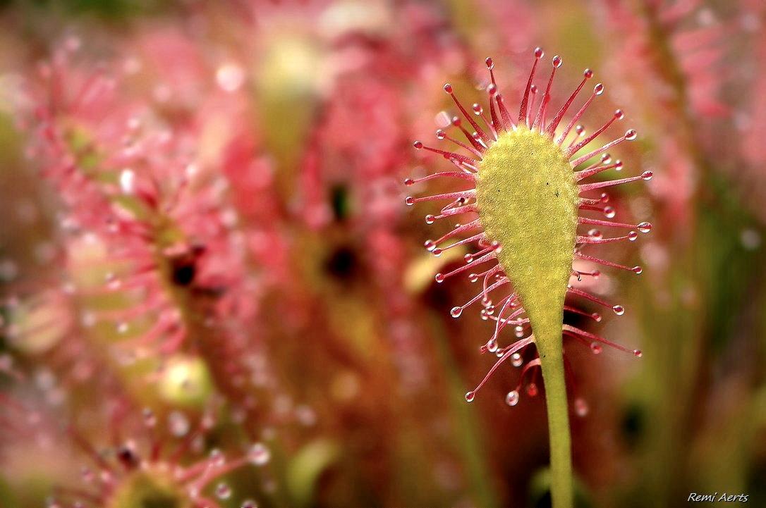 photo "Carnivorous plant" tags: nature, macro and close-up, 