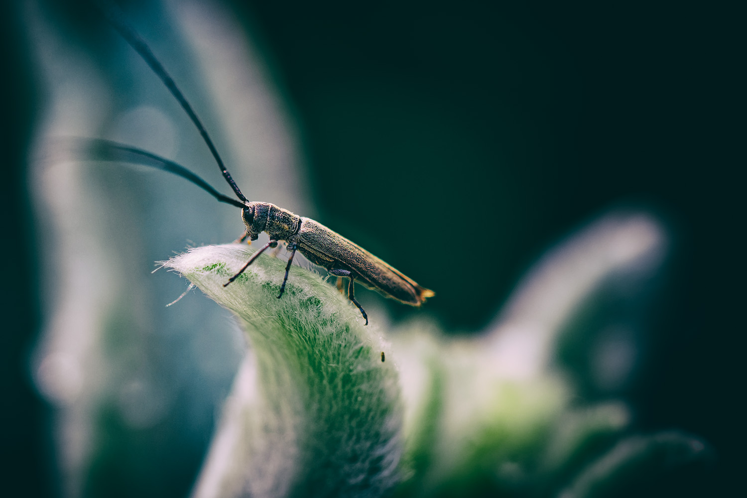 photo "Phytoecia nigricornis" tags: nature, Europe