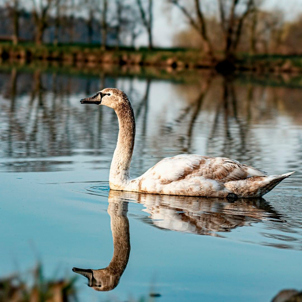 фото "Лебедь" метки: природа, 