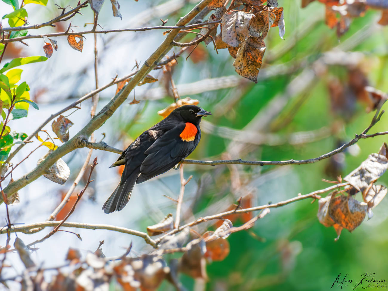 photo "Red-winged Blackbird" tags: nature, North America, wild animals bird fish lake