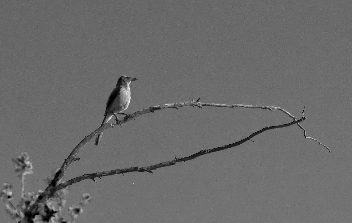 photo "На ветке." tags: black&white, bird, branch