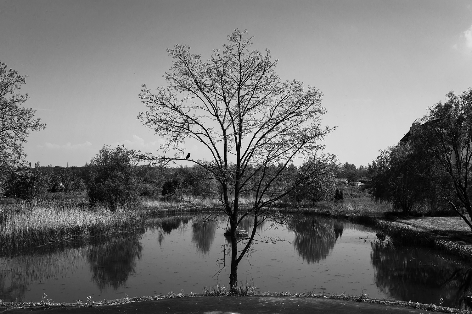 photo "***" tags: nature, landscape, black&white, 