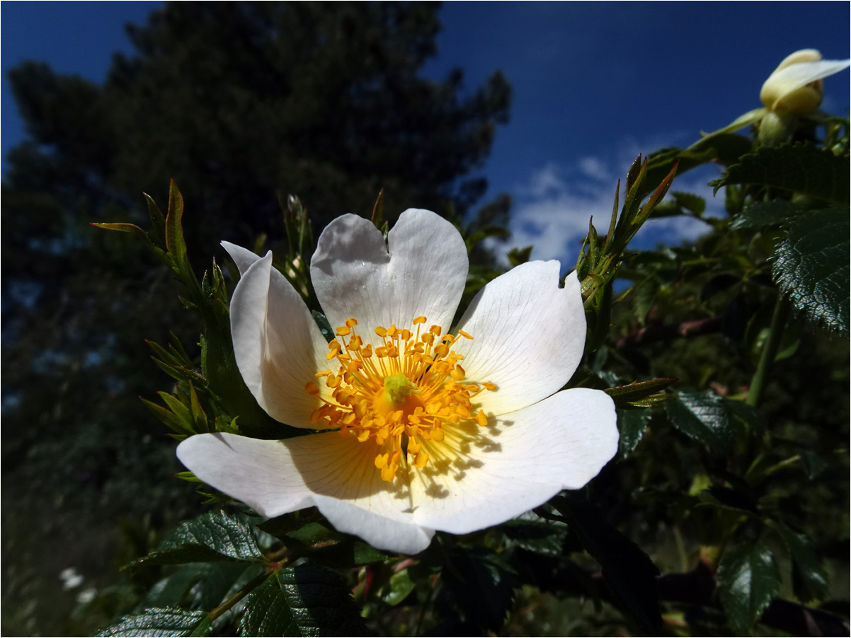 фото "***" метки: макро и крупный план, природа, forest