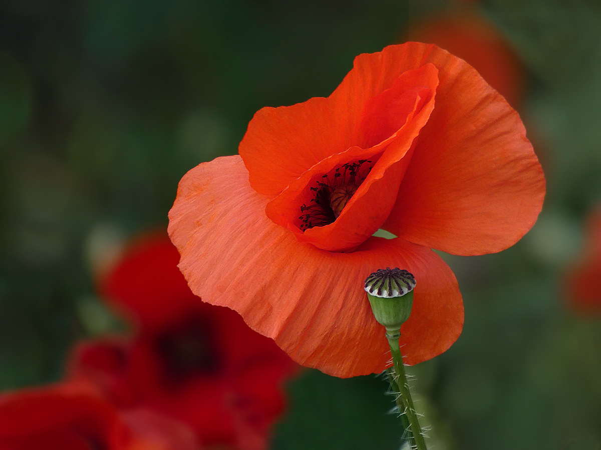 photo "***" tags: macro and close-up, flowers