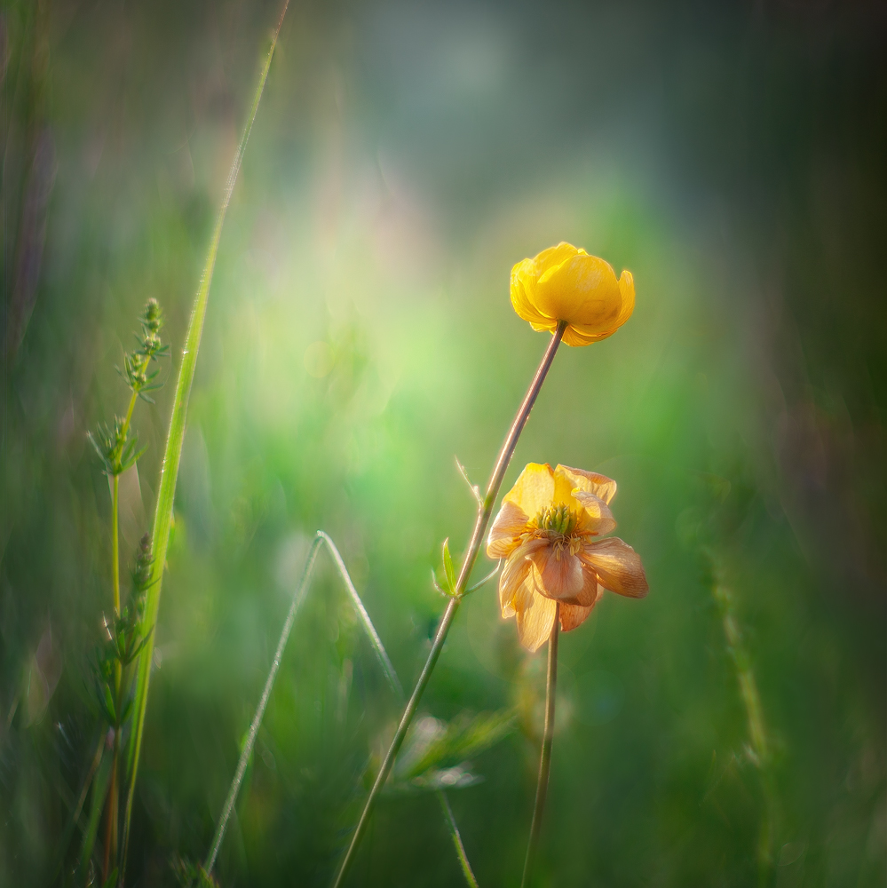 photo "***" tags: nature, macro and close-up, 